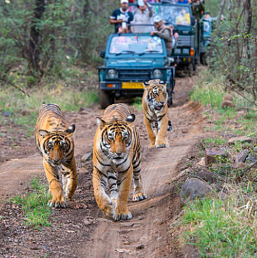 Ranthambore National Park Safari Day Tour